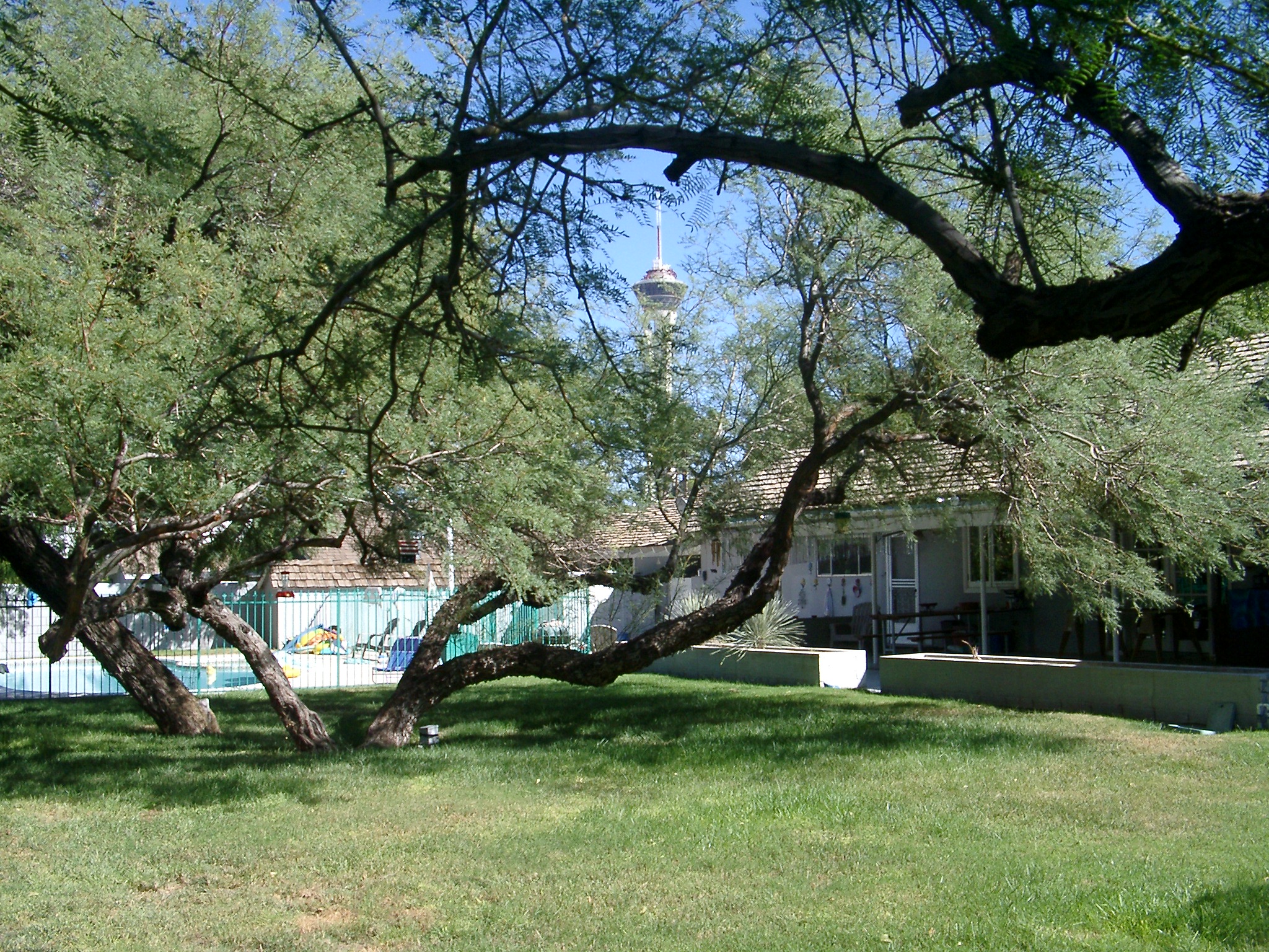 1910 Back Yard Sept '03 Stratosphere Tower In Background